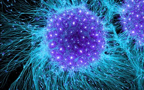 Stem cell treatment