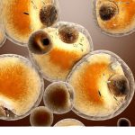 Μεσεγχυματικά βλαστοκύτταρα για την αντιμετώπιση χρόνιου πόνου