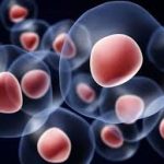 Χορήγηση Μεσεγχυματικών Βλαστοκυττάρων στο Μεσοσπονδύλιο Δίσκο και στις Σπονδυλικές Διαρθρώσεις